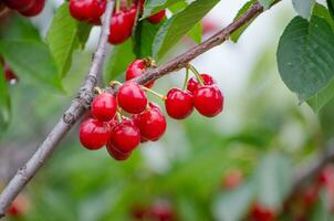 A bunch of Red ripe Cherry on its branch in a farmland in New South Wales, Australia. photo