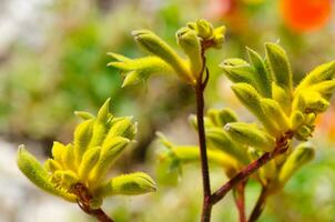 amarillo canguro pata, anigozanthos flavidus flores nativo a Australia vistoso y distintivo en un primavera temporada a un botánico jardín. foto