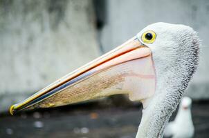 Australian Pelican water bird head in close up, is predominantly white in colour having the longest bill of any living bird. photo