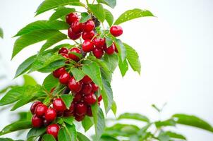 A bunch of Red ripe Cherry on its branch in a farmland in New South Wales, Australia. photo