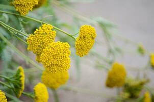 Beautiful yellow bunch of Achillea filipendula flower in a spring season at a botanical garden, the image in selective focus. photo
