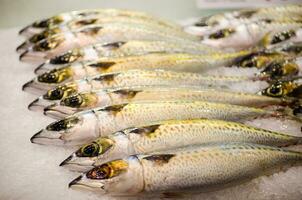 Fresh blue mackerel fish freezing on the ice at a fish market, is known as a voracious and indiscriminate carnivore, devouring microscopic plankton, krill, anchovies, and dead cut bait photo