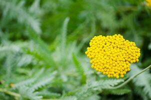 Beautiful yellow bunch of Achillea filipendula flower in a spring season at a botanical garden, the image in selective focus. photo