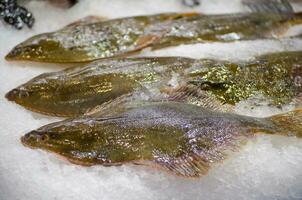 Fresh Yellow Belly Flounder Rhombosolea leporina fish freezing on the ice at a fish market, is a flatfish of the genus Rhombosolea, found around New Zealand. photo