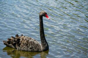 Black swan bird, black-feathered birds, with white flight feathers. The bill is bright red, with a pale bar and tip swimming in the pond at Sydney Park, Australia. photo