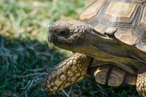 linda africano tortuga, con casco Tortuga habitando el del Sur borde de el Sáhara desierto, el sahel, en África, caminando en el verde césped en parte superior vista, cerca arriba. foto