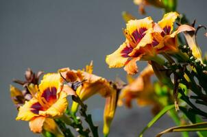 Two-tone colors in Orange Dark brown Daylily flower is a flowering plant in the genus Hemerocallis in a spring season at a botanical garden. photo