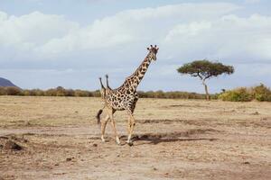 Safari through the wild world of the Maasai Mara National Park in Kenya. Here you can see antelope, zebra, elephant, lions, giraffes and many other African animals. photo