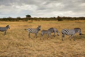 safari mediante el salvaje mundo de el masai mara nacional parque en Kenia. aquí usted lata ver antílope, cebra, elefante, leones, jirafas y muchos otro africano animales foto