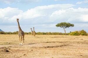 Safari through the wild world of the Maasai Mara National Park in Kenya. Here you can see antelope, zebra, elephant, lions, giraffes and many other African animals. photo