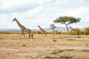 Safari through the wild world of the Maasai Mara National Park in Kenya. Here you can see antelope, zebra, elephant, lions, giraffes and many other African animals. photo