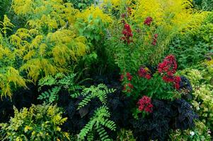 green moss summer bloom background photo