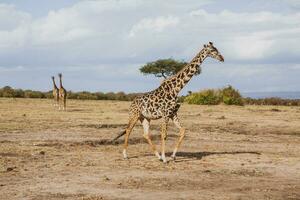 Safari through the wild world of the Maasai Mara National Park in Kenya. Here you can see antelope, zebra, elephant, lions, giraffes and many other African animals. photo