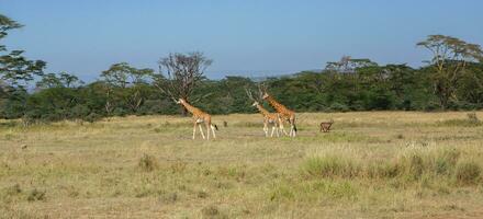 Safari through the wild world of the Maasai Mara National Park in Kenya. Here you can see antelope, zebra, elephant, lions, giraffes and many other African animals. photo