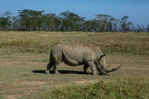 Safari through the wild world of the Maasai Mara National Park in Kenya. Here you can see antelope, zebra, elephant, lions, giraffes and many other African animals. photo