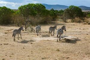 Safari through the wild world of the Maasai Mara National Park in Kenya. Here you can see antelope, zebra, elephant, lions, giraffes and many other African animals. photo