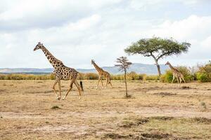 safari mediante el salvaje mundo de el masai mara nacional parque en Kenia. aquí usted lata ver antílope, cebra, elefante, leones, jirafas y muchos otro africano animales foto