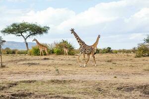 Safari through the wild world of the Maasai Mara National Park in Kenya. Here you can see antelope, zebra, elephant, lions, giraffes and many other African animals. photo