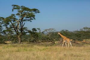 Safari through the wild world of the Maasai Mara National Park in Kenya. Here you can see antelope, zebra, elephant, lions, giraffes and many other African animals. photo