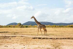 Safari through the wild world of the Maasai Mara National Park in Kenya. Here you can see antelope, zebra, elephant, lions, giraffes and many other African animals. photo