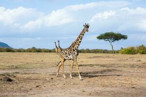 Safari through the wild world of the Maasai Mara National Park in Kenya. Here you can see antelope, zebra, elephant, lions, giraffes and many other African animals. photo