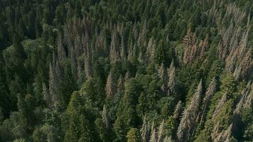 Dense autumn forest drone video, lots of trees. video