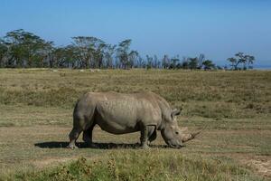 Safari through the wild world of the Maasai Mara National Park in Kenya. Here you can see antelope, zebra, elephant, lions, giraffes and many other African animals. photo