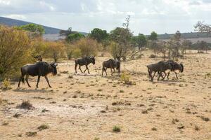 Safari through the wild world of the Maasai Mara National Park in Kenya. Here you can see antelope, zebra, elephant, lions, giraffes and many other African animals. photo