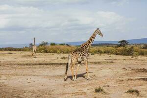 Safari through the wild world of the Maasai Mara National Park in Kenya. Here you can see antelope, zebra, elephant, lions, giraffes and many other African animals. photo