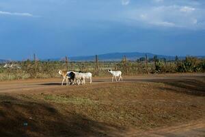 Typical African street in a Kenyan village with colorful traditional buildings. photo