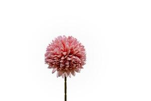 Pink flowers isolated on white background photo