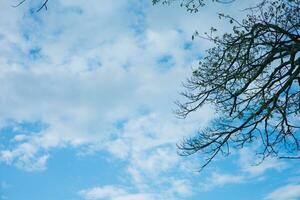 fondo ver de alto arboles y cielo antecedentes. foto