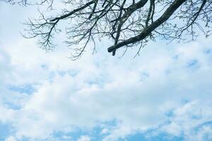 fondo ver de alto arboles y cielo antecedentes. foto