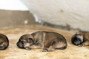 The little puppy is sleeping peacefully after it is full of milk. photo