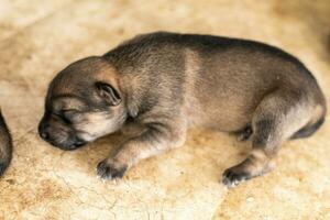 The little puppy is sleeping peacefully after it is full of milk. photo