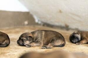 The little puppy is sleeping peacefully after it is full of milk. photo
