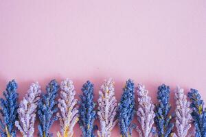 Purple and pink flowers on a pink background. photo