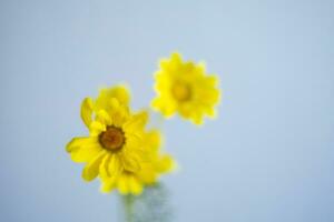 yellow flowers on a white background photo