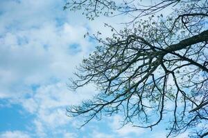 fondo ver de alto arboles y cielo antecedentes. foto