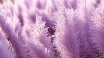 Generative AI, Pampa purple lavender color grass branch with sky. Abstract natural boho background of soft plants, Cortaderia selloana photo