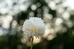 blanco flores en naranja redondo bokeh borroso antecedentes desde luz de sol. foto