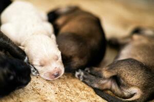 el pequeño perrito es dormido pacíficamente después eso es lleno de leche. foto