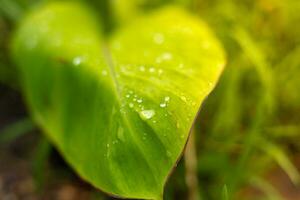 Green banana leaves with water droplets after rain and soft sunlight photo