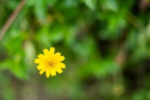 Yellow flower isolated on blurred background photo