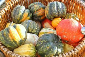 pila de orgánico calabazas y calabazas en otoño calabaza festival. otoño cosecha fiesta jardín granja y agricultura. cosecha temporada justa concepto. otoño tiempo. festivo rural antecedentes. acción de gracias decoración foto