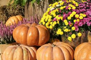 Pile of organic pumpkins and gourds on autumn pumpkin festival. Fall harvest fest. Garden farm and agriculture. Harvest season fair concept. Fall time. Festive rural background. Thanksgiving decor photo