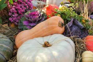 Colourful organic pumpkins and gourds on agricultural fair. Harvesting autumn time concept. Garden fall natural plant. Thanksgiving halloween decor. Festive farm rural background. Vegetarian food photo