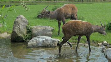 Two sitatunga by pond in the zoo or nature reserve video