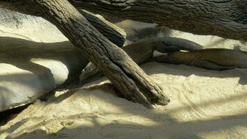 Komodo dragon in the zoo video