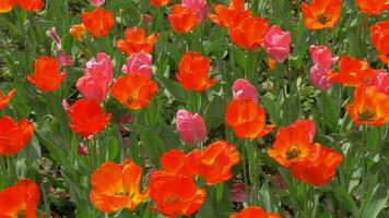 Walking among red tulips video